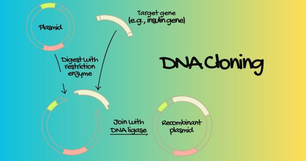 DNA Cloning is the key principle of Biotechnology
